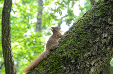 red squirrel on a tree in the forest
