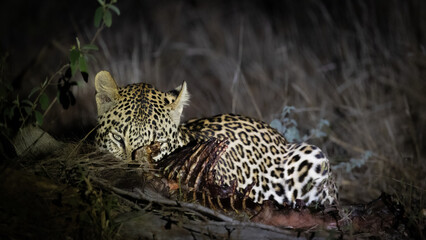 Naklejka na ściany i meble a young male leopard feasting on his warthog kill