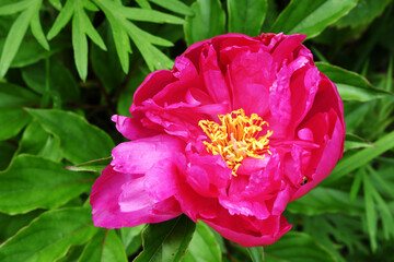 A gorgeous bright peony on a green lawn on a sunny day.