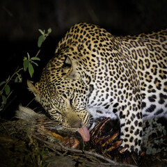 a young male leopard feasting on his warthog kill