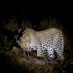 a young male leopard feasting on his warthog kill
