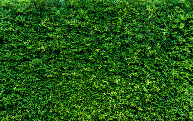 Small green leaves in hedge wall texture background. Closeup green hedge plant in garden. Eco...