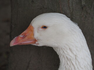  Schöner Gänse Kopf in Porträtaufnahme  © Heinz