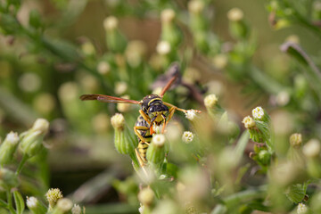 Wasp sucking pollen