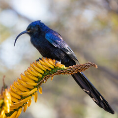 a Common scimitarbill feeding on aloe nectar