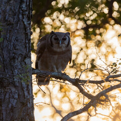 a huge Verreaux's eagle owl at sunrise