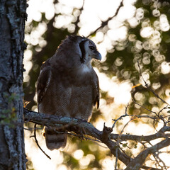 a huge Verreaux's eagle owl at sunrise