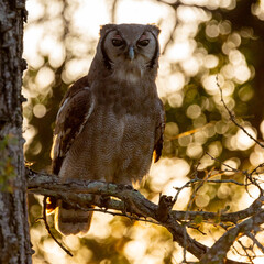 a huge Verreaux's eagle owl at sunrise