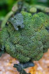 fresh organic broccoli from farm close up from different angle