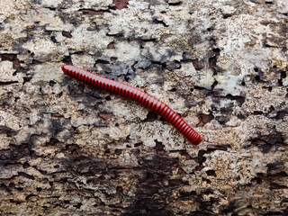 A red color insect Millipedes moving  through the wood closeup view