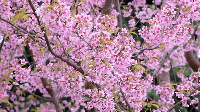 Sakura thailand - Cherry blossoms in Thailand Also known as the Phaya Suea Krong flower. flowers with pink up in the middle of the forest naturally
