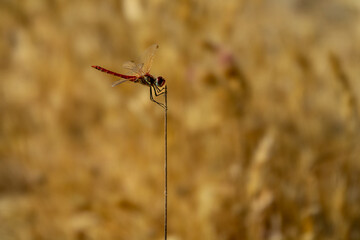 red dragonfly on the ground