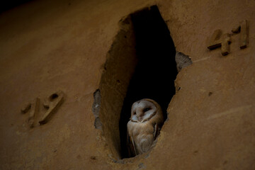 Barn owl portrait Tyto alba sitting in empty attic window frame of abandoned rural farm house in the country. Close up wildlife scene like from fairy tail during twilight time.
