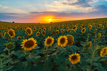 Obraz premium Sunflower field at sunset time
