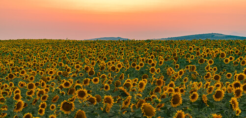 Obraz premium Sunflower field at sunset time