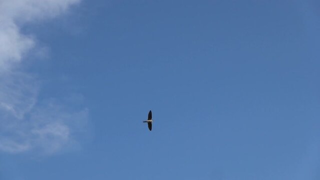 Flight of a swallow that catches flying insects