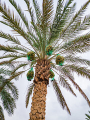 Dates ripening on Palm Tree in Al Ain, Abu Dhabi