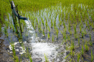 Irrigation of rice fields using pump wells with the technique of pumping water from the ground to flow into the rice fields. The pumping station where water is pumped from a irrigation canal.