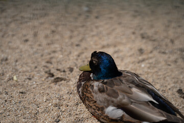 Enten in der Natur