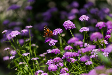 butterfly on a flower