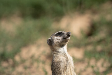 Erdmännchen in der Natur