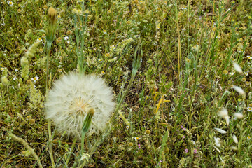 Dandelion officinalis in a field in Cuenca, Spain