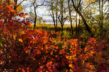 autumn leaves on the ground