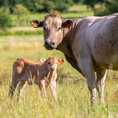 cow licks calf in high grass of summer meadow