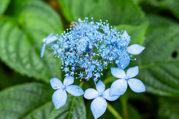 日本の鳥取県の大山で見つけた美しい花