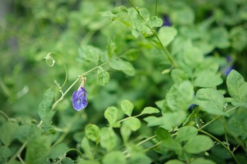 flower in the garden