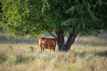 cow under tree in green summer meadow in belgian ardennes region