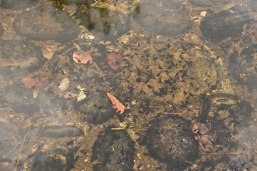 春過ぎに水辺に大量発生したオタマジャクシ蛙の子