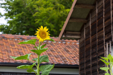 日本の鳥取県の大山で見つけた美しい花