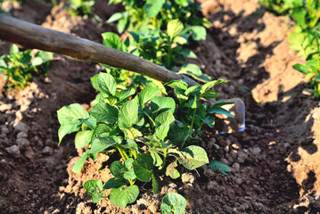 processing rows of young potatoes by hand with a hoe on a plantation, potatoes on a field in the sun