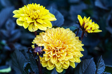 A beautiful Dahlia flower on a flowerbed in close-up. The yellow flower grows in the outdoor
