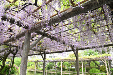 日本の神社の藤棚が満開