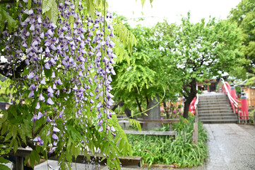 日本の神社の藤棚が満開