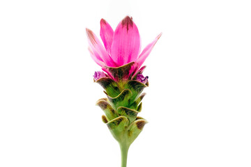 Siam Tulip flower isolated on white background