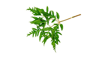 Leaves with strange shapes and patterns