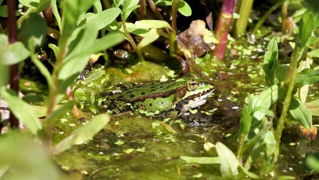 ein gr&uuml;ner wasserfrosch sitzt im wasser, gefilmt als nahaufnahme vom kopf und &uuml;bersicht gut getarnt zwischen wasserpflanzen, gefilmt mit 50 fps mit Ton, rana esculenta, polyphylax