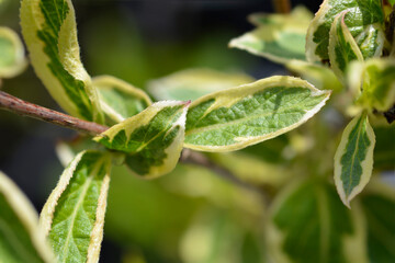 Variegated Weigela