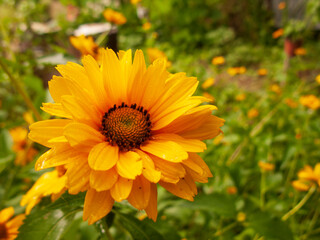 Close-up photo of yellow flowers
