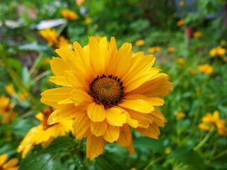 Close-up photo of yellow flowers