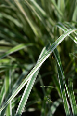 Feather reed grass Overdam