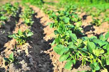 rows of young potatoes on a plantation, potatoes on a field in the sun, close-up