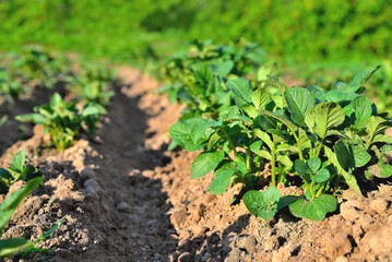 rows of young potatoes on a plantation, potatoes on a field in the sun