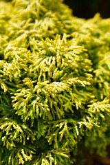 Hinoki cypress Butterball