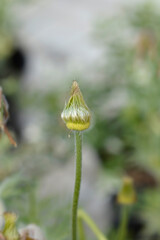 Pasque flower Pinwheel White