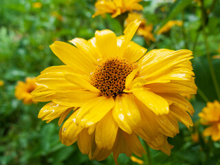 Close-up photo of yellow flowers
