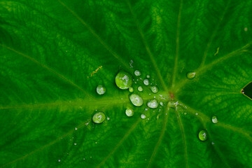 Green leaf with drops of water close up, green banana taro leaf.